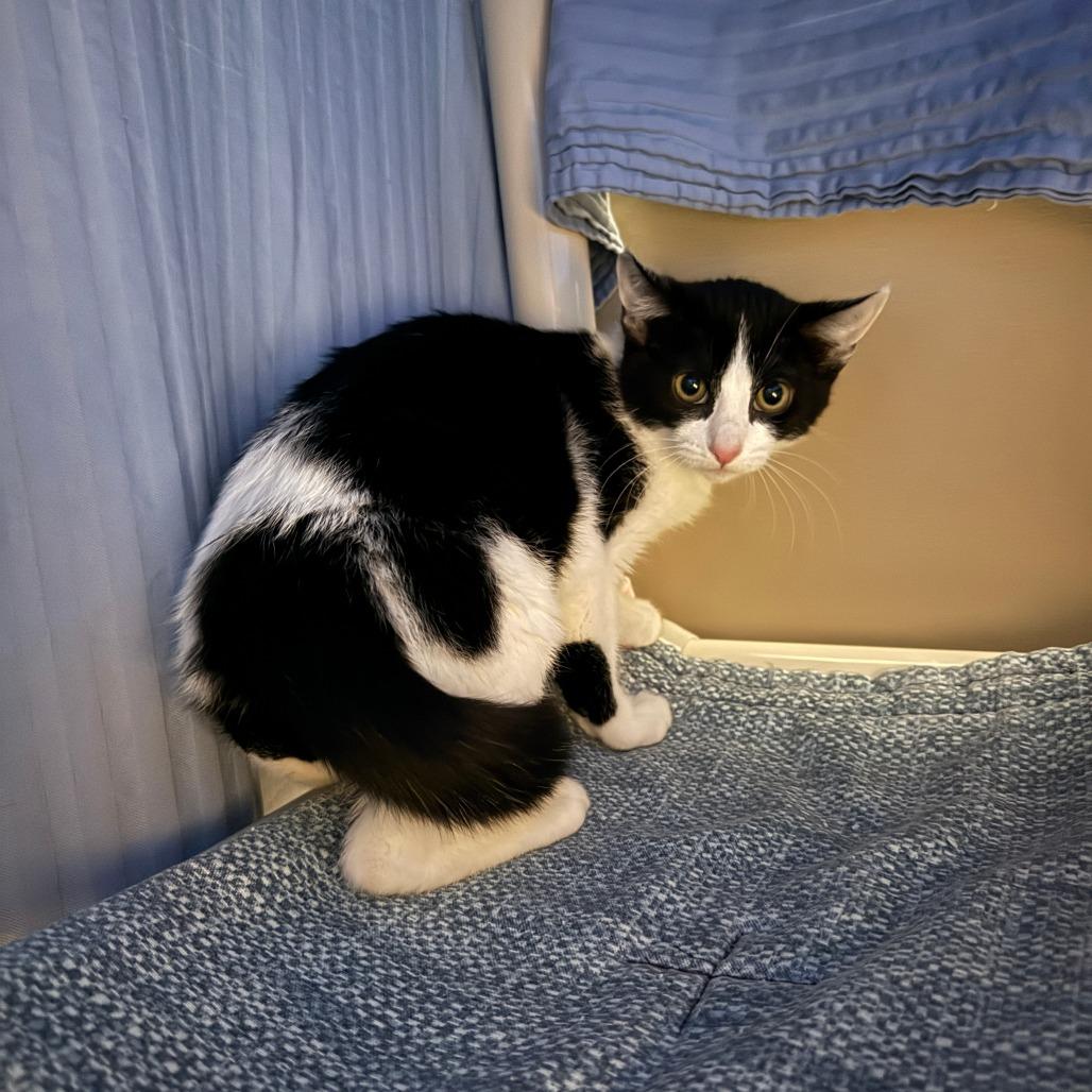 Enlarge Puffin, a Adoptable Domestic Short Hair in Sonoma, CA image 4/4