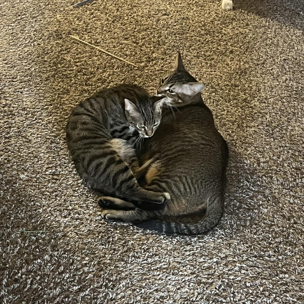 Enlarge Tiger, a Adoptable Domestic Short Hair in Houston, TX image 5/5