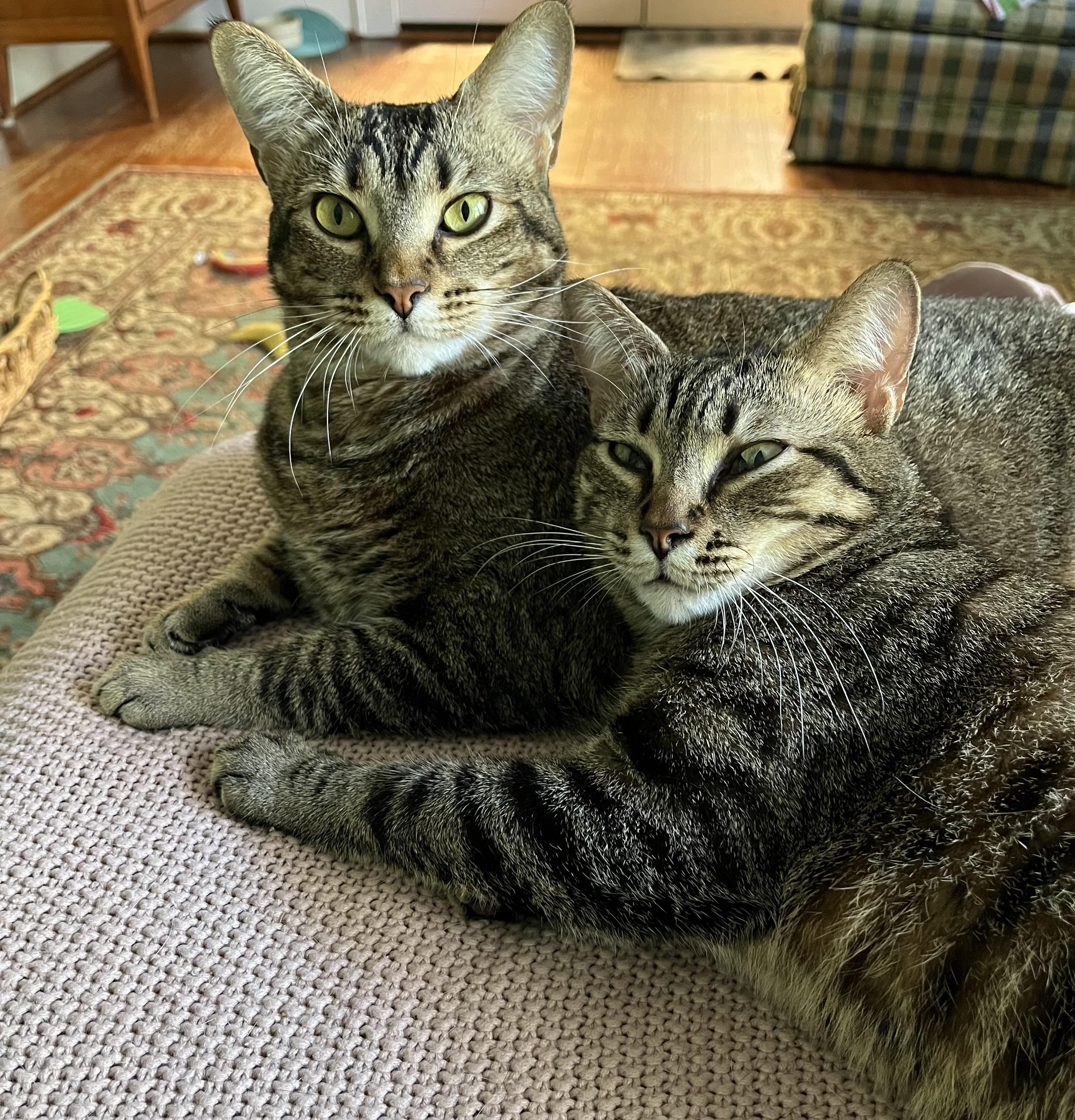Tiger, Adoptable, Adult Male Domestic Short Hair.