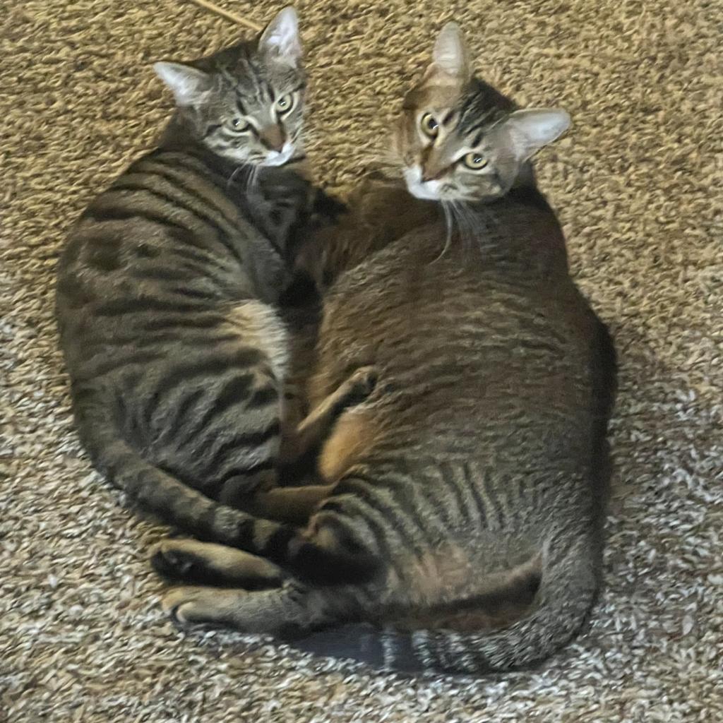 Enlarge Tiger, a Adoptable Domestic Short Hair in Houston, TX image 2/5