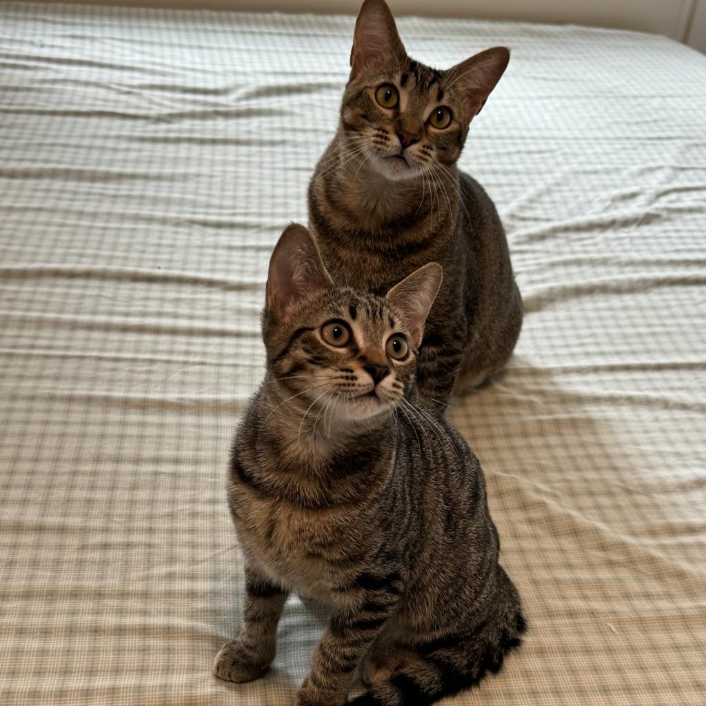 Enlarge Tiger, a Adoptable Domestic Short Hair in Houston, TX image 4/5