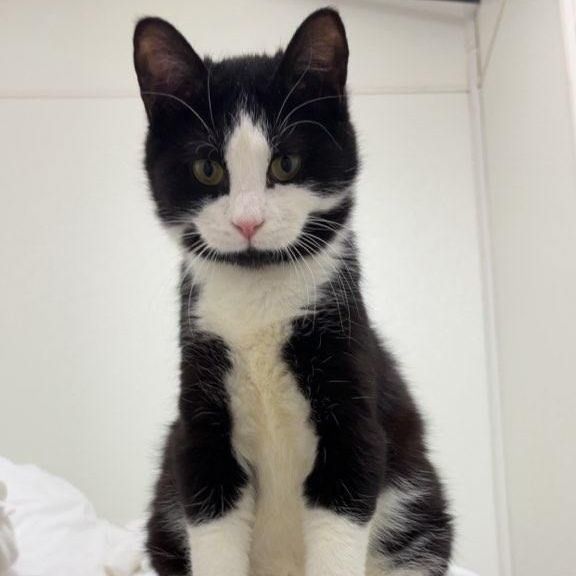 BW, Adopted, Young Male Domestic Short Hair.
