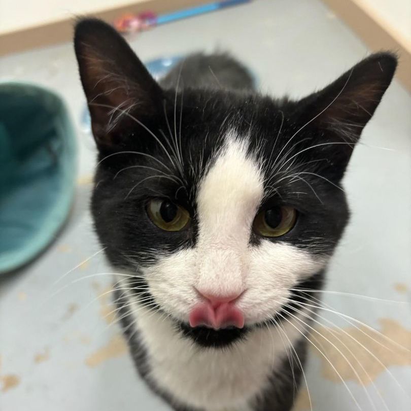 Enlarge BW, a Adopted Domestic Short Hair in Glenwood, MN image 2/5