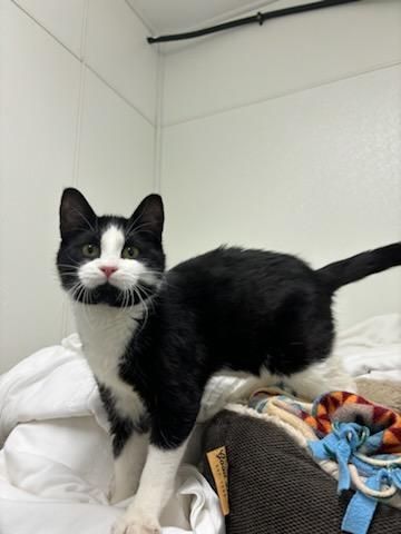 Enlarge BW, a Adopted Domestic Short Hair in Glenwood, MN image 4/5