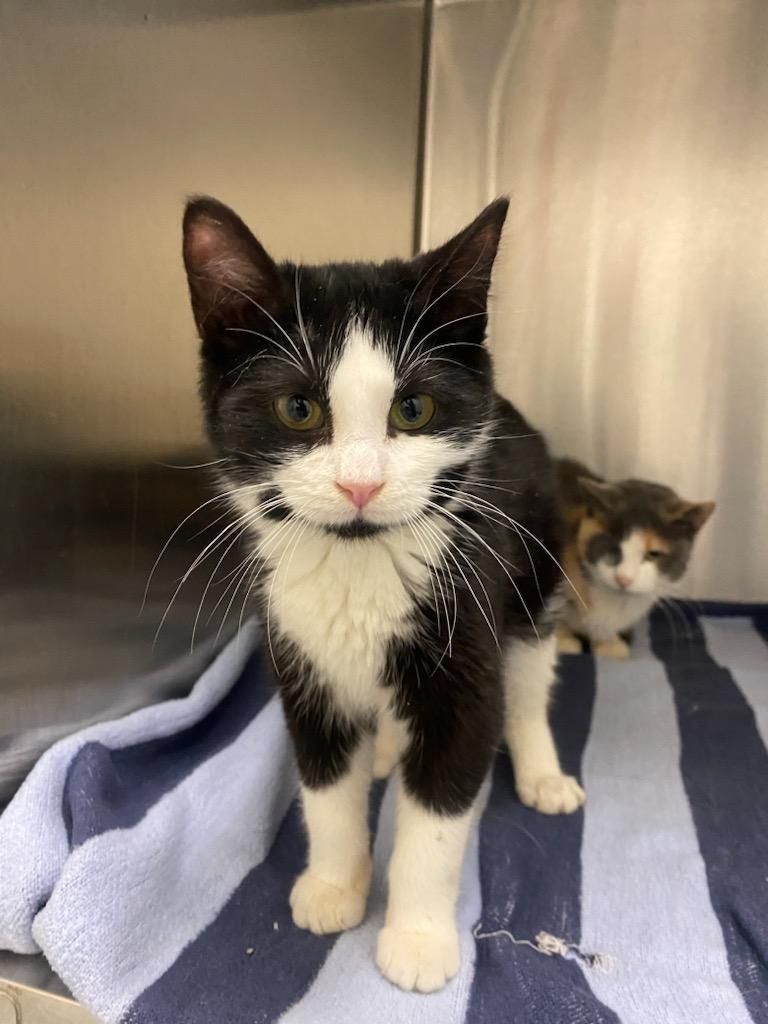 Enlarge BW, a Adopted Domestic Short Hair in Glenwood, MN image 5/5