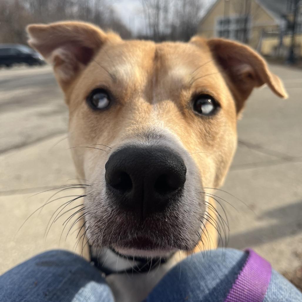 Koda — thumbnail 2