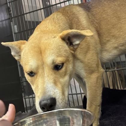 Koda — thumbnail 3