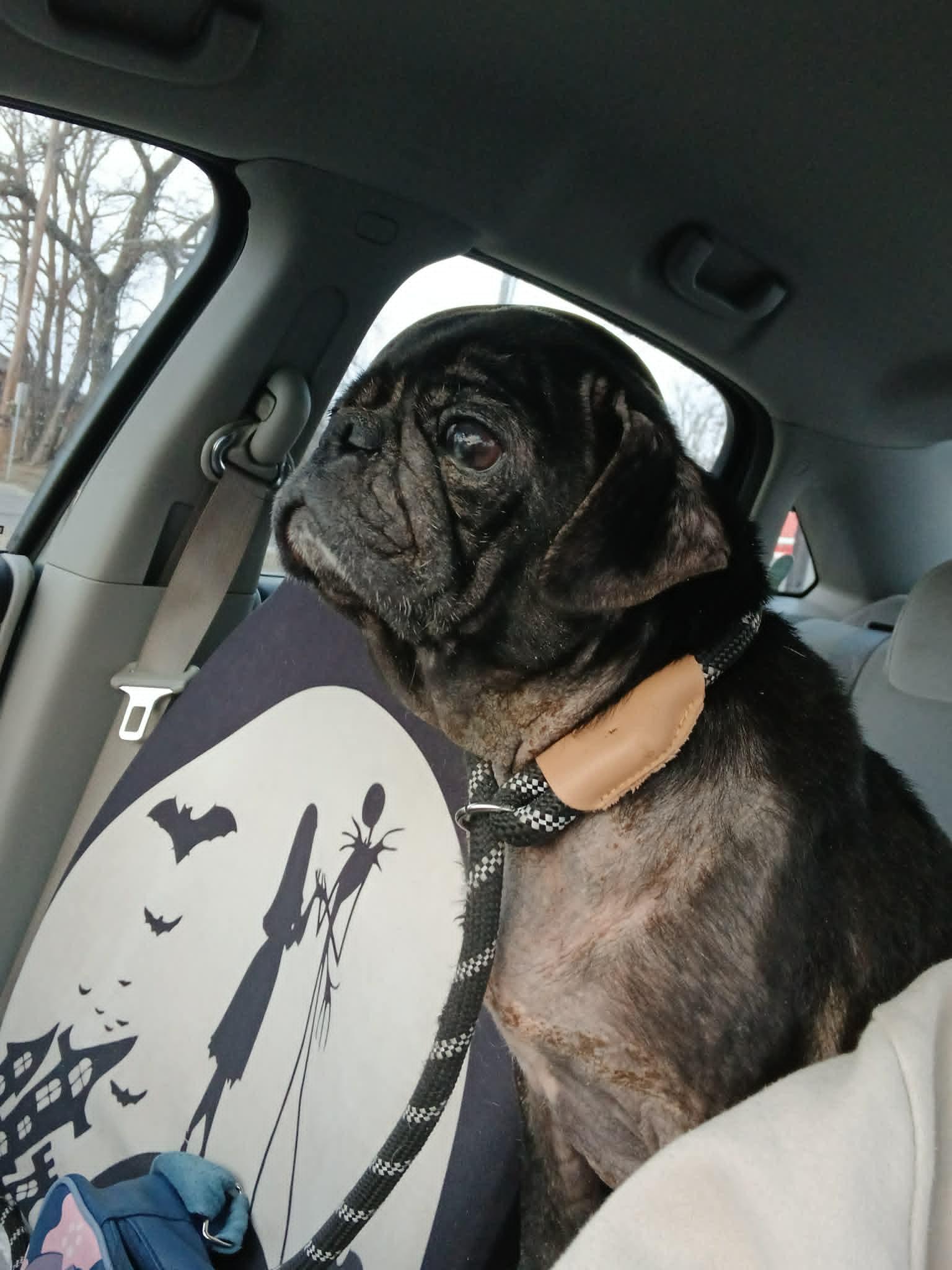 Milo, Adoptable, Adult Male Pug.