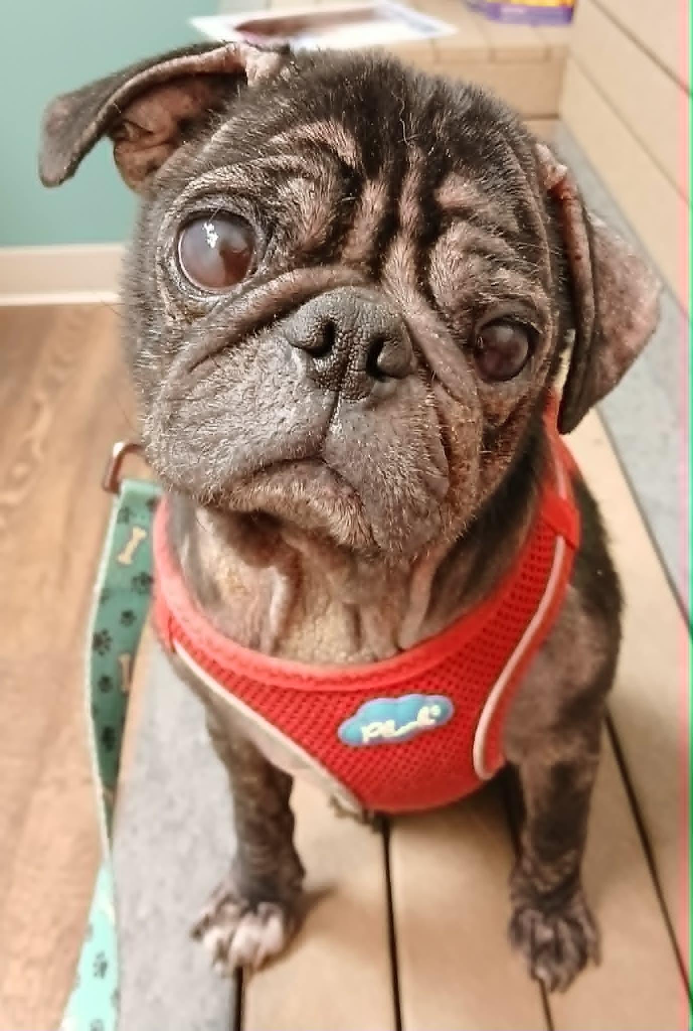 Enlarge Milo, a Adoptable Pug in Ceres, VA image 2/3