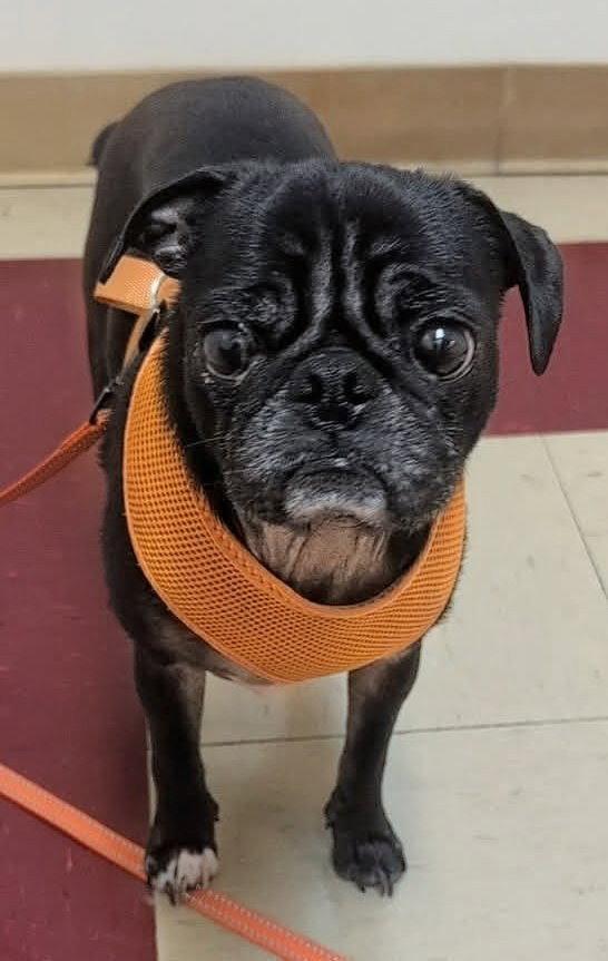 Enlarge Milo, a Adoptable Pug in Ceres, VA image 3/3
