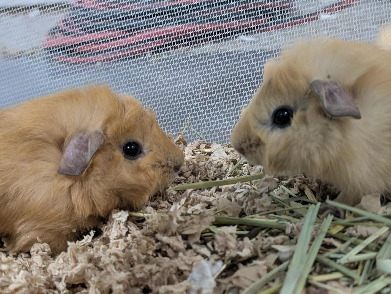 Russet and Yukon, ADOPTABLE, Baby Male Abyssinian.