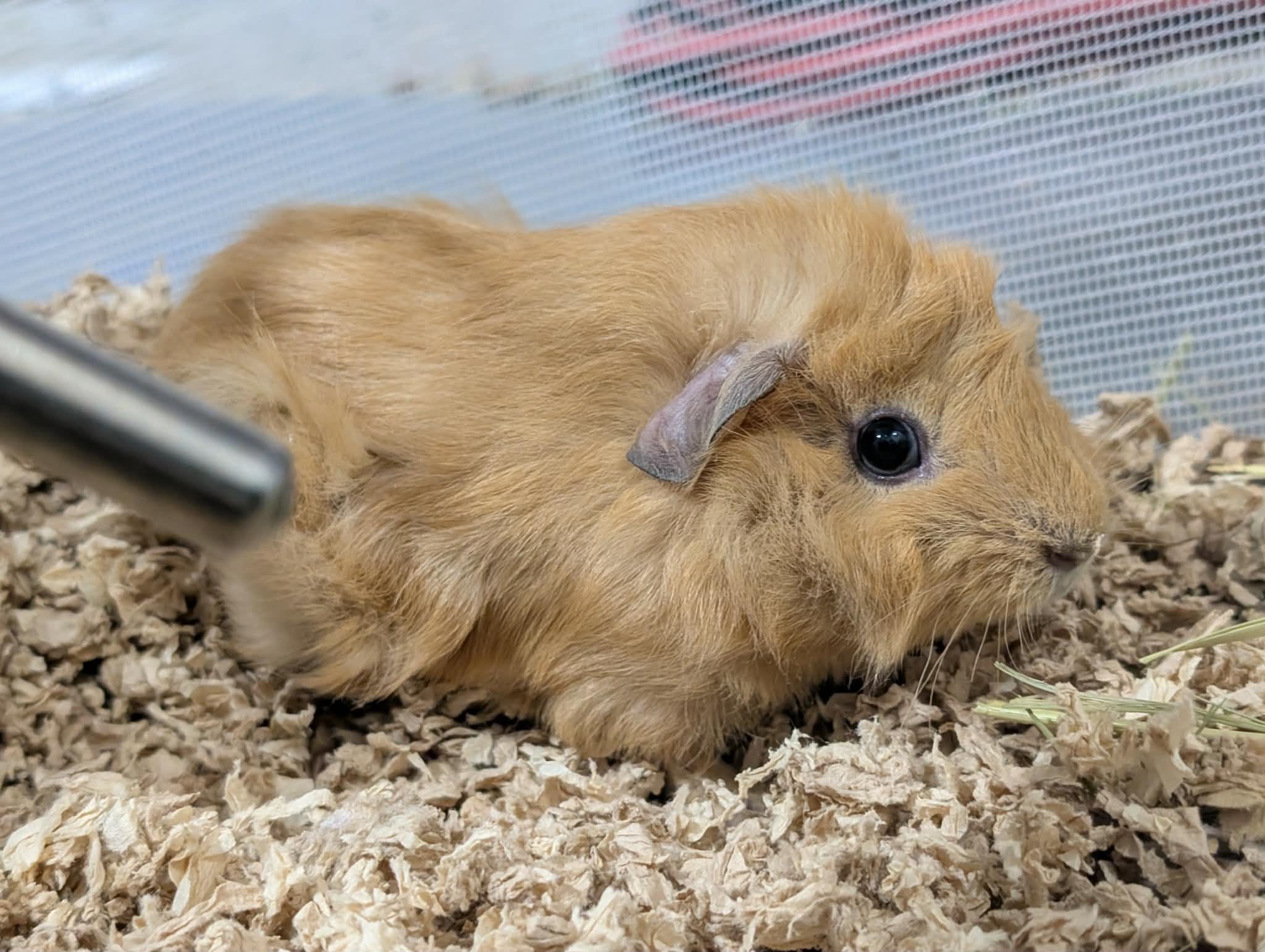 Enlarge Russet and Yukon, a ADOPTABLE Abyssinian in Wellington, CO image 2/3