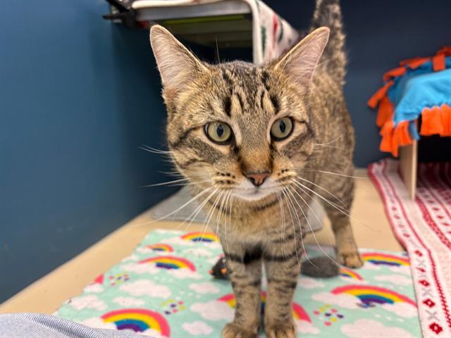 BILLY BOB, a Adoptable Domestic Short Hair in Fort Wayne, IN image 2/3