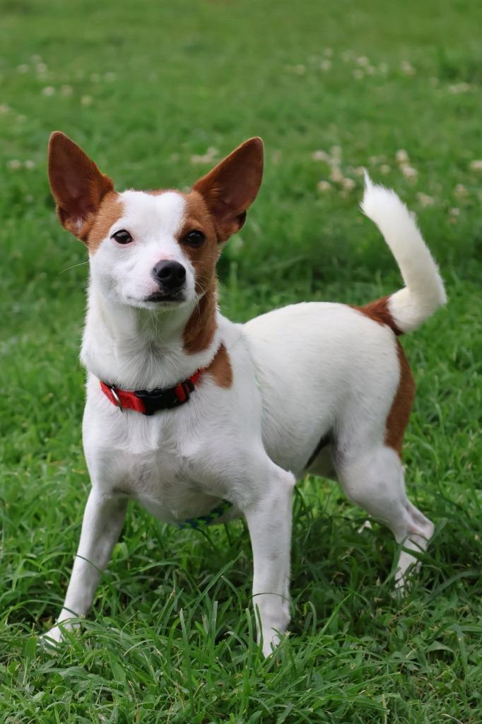 Patrick, Adoptable, Young Male Mixed Breed.