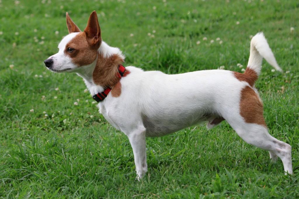 Enlarge Patrick, a Adoptable mixed breed in Columbia, TN image 2/5