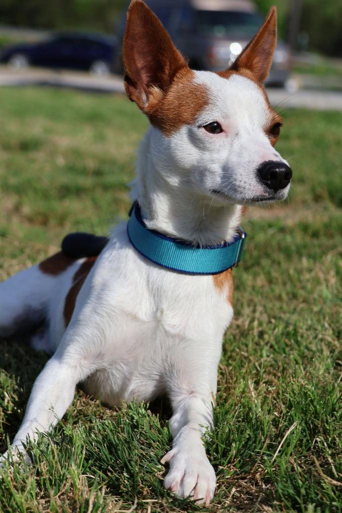 Enlarge Patrick, a Adoptable mixed breed in Columbia, TN image 3/5