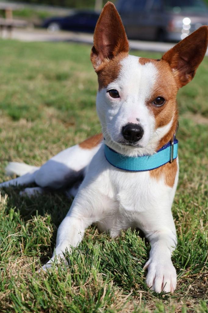 Enlarge Patrick, a Adoptable mixed breed in Columbia, TN image 4/5
