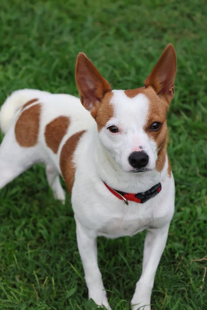 Enlarge Patrick, a Adoptable mixed breed in Columbia, TN image 5/5