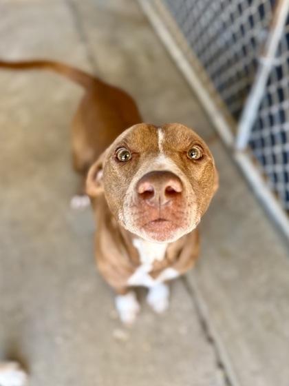 Enlarge Phantom, a Adoptable mixed breed in Picayune, MS image 2/5