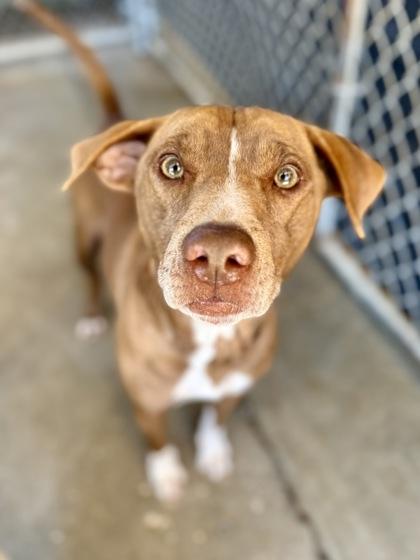 Enlarge Phantom, a Adoptable mixed breed in Picayune, MS image 3/5