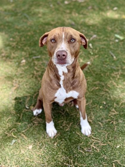 Enlarge Phantom, a Adoptable mixed breed in Picayune, MS image 1/3