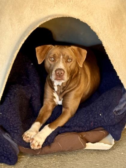 Enlarge Phantom, a Adoptable mixed breed in Picayune, MS image 4/4