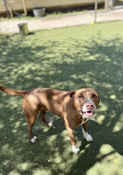 Enlarge Phantom, a Adoptable mixed breed in Picayune, MS image 2/3