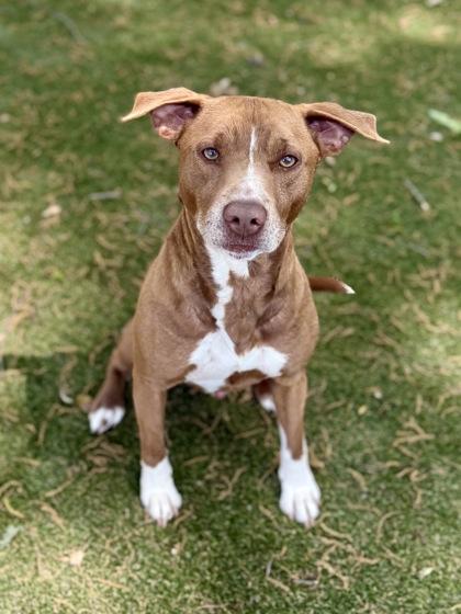 Enlarge Phantom, a Adoptable mixed breed in Picayune, MS image 3/3