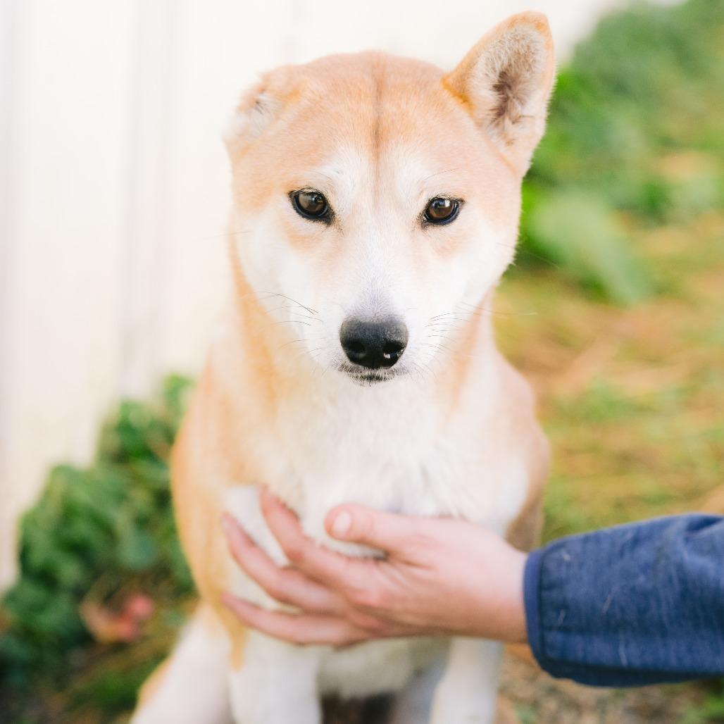 Enlarge Mufu, a Adoptable Shiba Inu in Zionsville, IN image 1/1