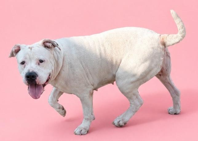 Enlarge Cleo, a Adoptable American Staffordshire Terrier in Wauchula, FL image 1/1