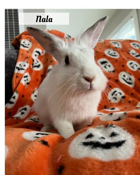 Nala, Adoptable, Young Female Lionhead.