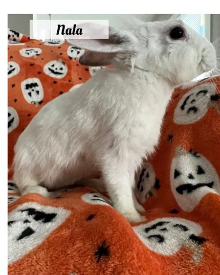Nala, a Adoptable Lionhead in Folsom, CA image 3/4