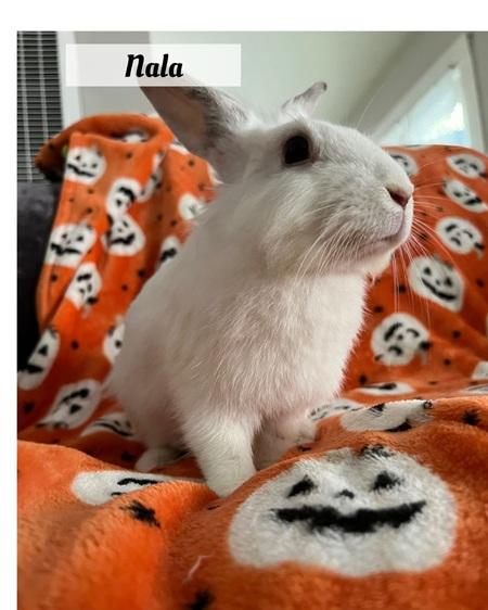 Nala, a Adoptable Lionhead in Folsom, CA image 4/4