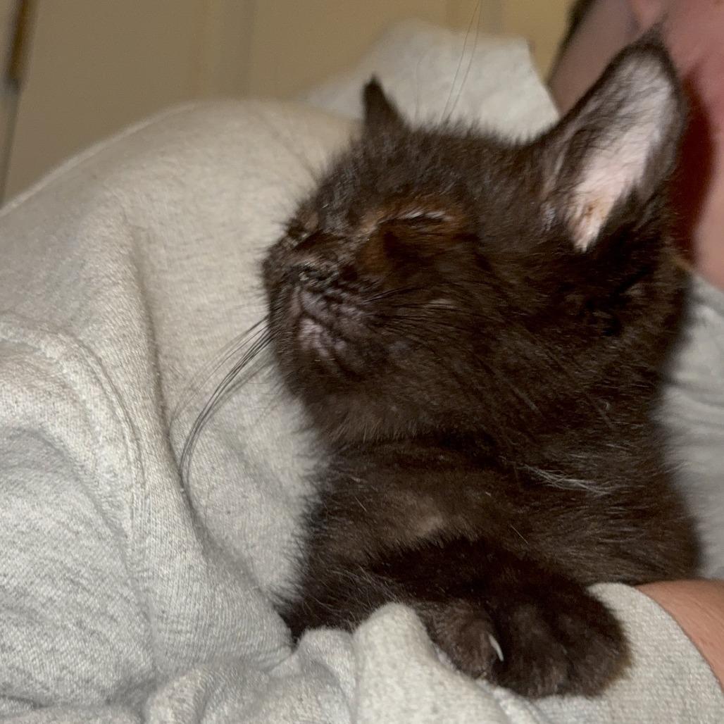 Celia Mae, Adoptable, Young Female Domestic Short Hair.