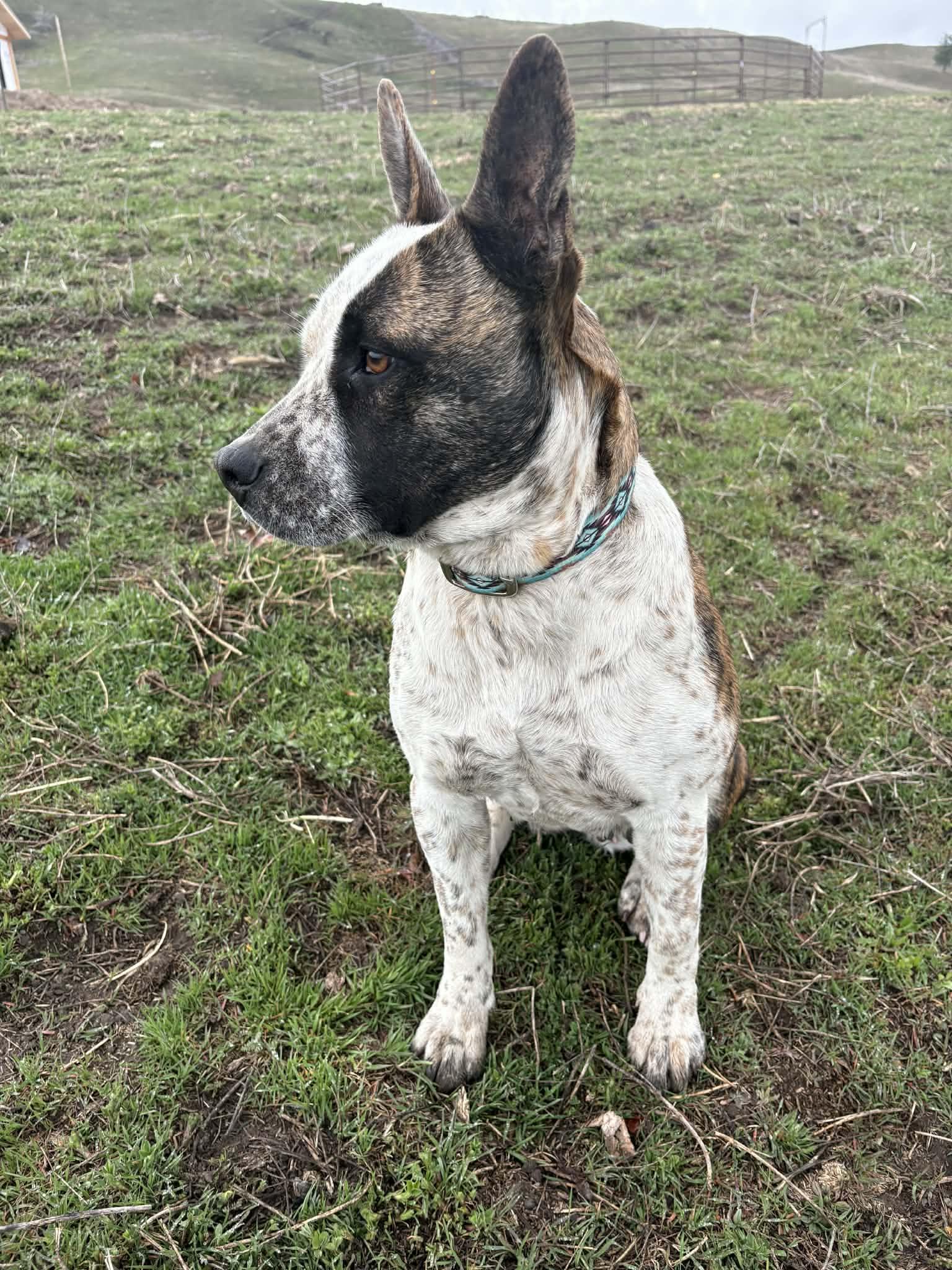 Girlfriend, Adoptable, Adult Female Pit Bull Terrier & Australian Cattle Dog / Blue Heeler.