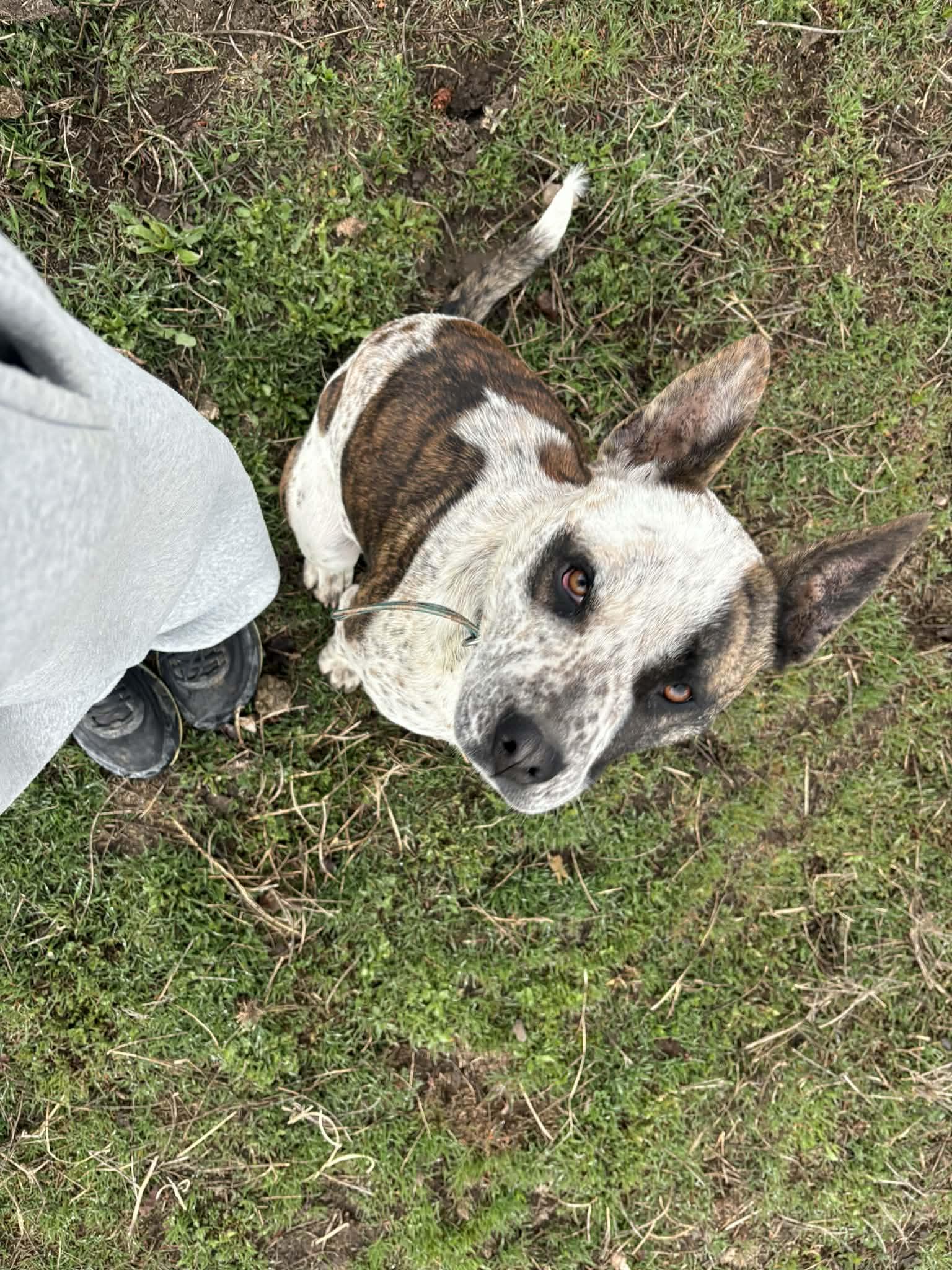 Enlarge Girlfriend, a Adoptable mixed breed in Polson, MT image 2/2