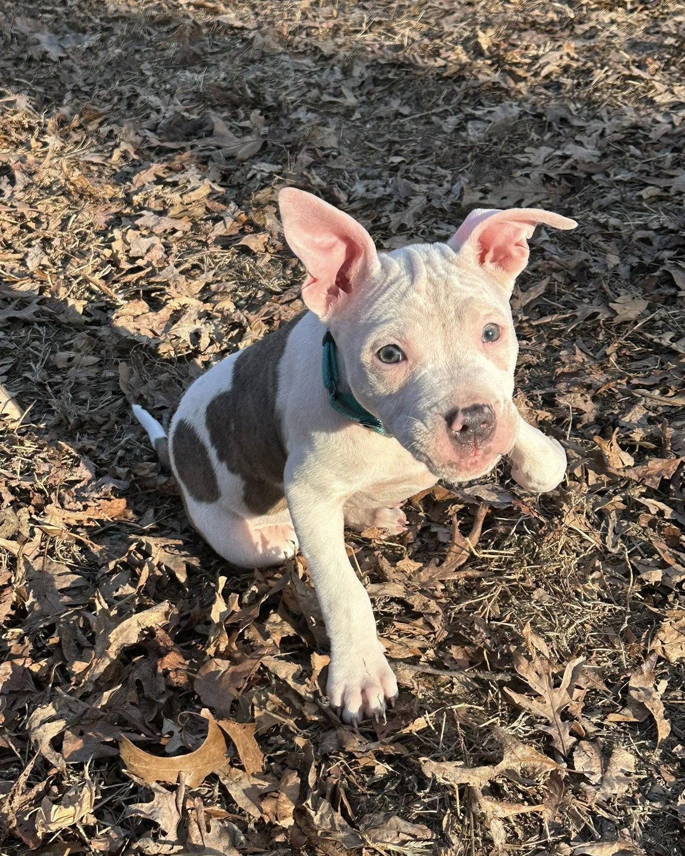 Ellie Mae, Adopted, Puppy Female Pit Bull Terrier.