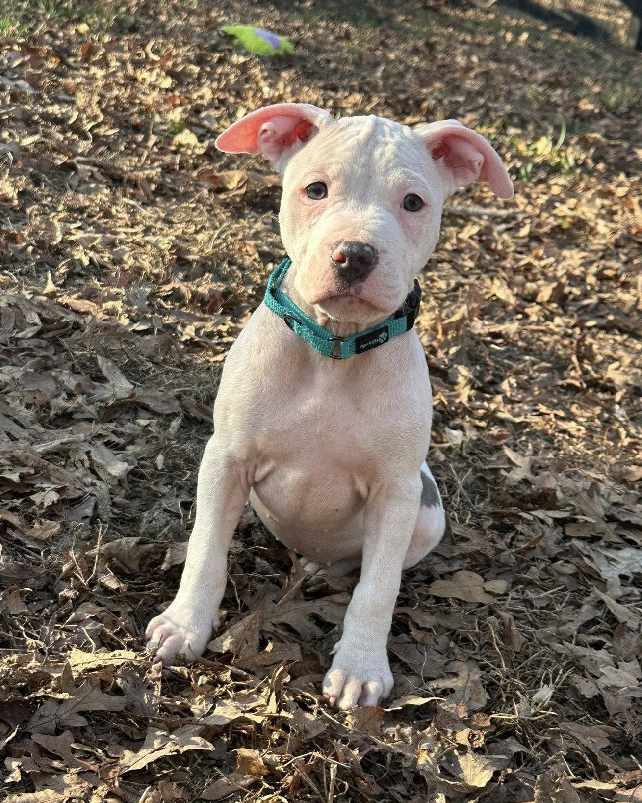 Ellie Mae, a Adopted Pit Bull Terrier in Spotsylvania, VA image 3/3