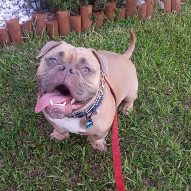 Enlarge Anakin - Courtesy Post, a Adopted American Bully in Deltona, FL image 1/3