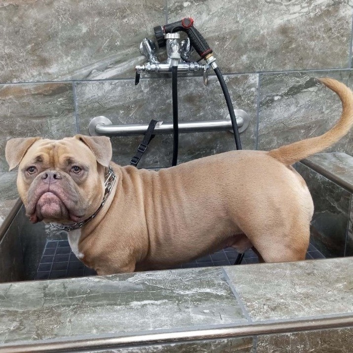 Enlarge Anakin - Courtesy Post, a Adopted American Bully in Deltona, FL image 2/3