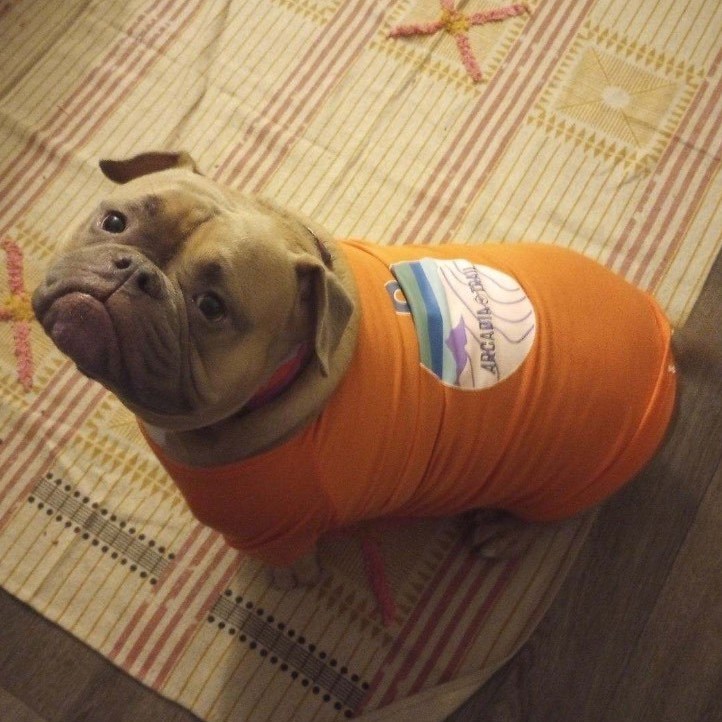 Enlarge Anakin - Courtesy Post, a Adopted American Bully in Deltona, FL image 3/3