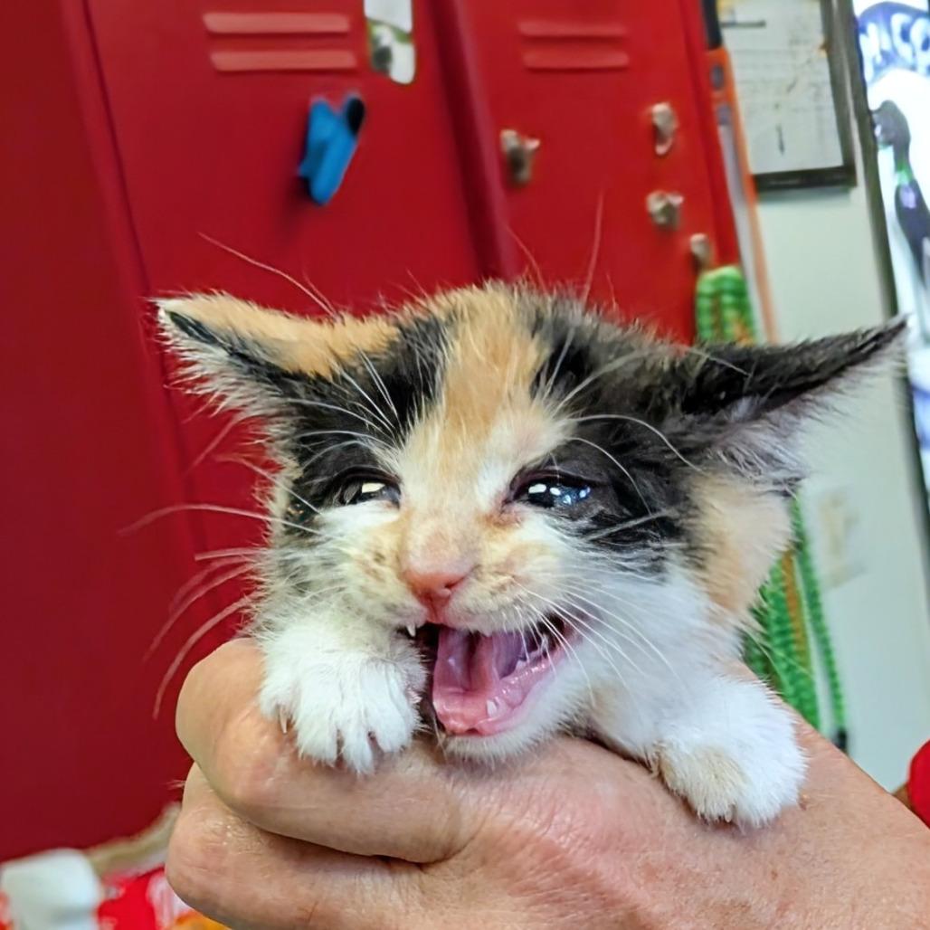 Rachel, Adoptable, Kitten Female Domestic Short Hair.
