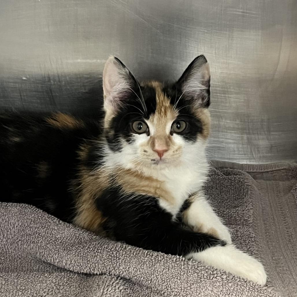 Rachel, a Adoptable Domestic Short Hair in Marysville, OH image 2/3
