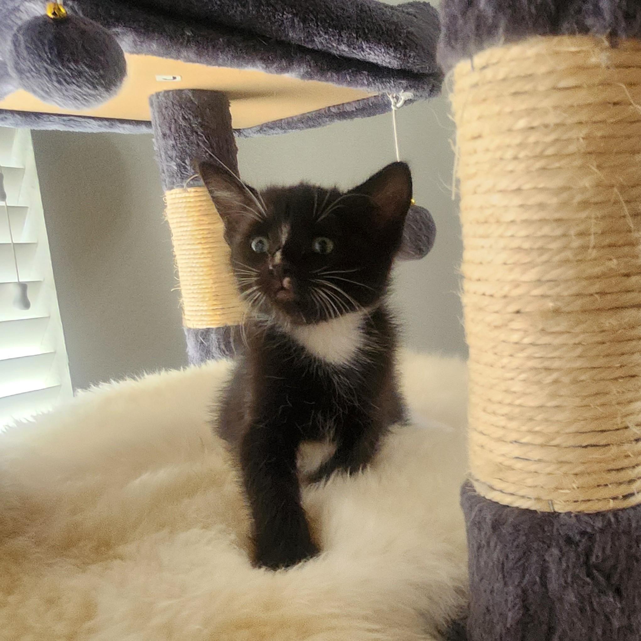 Enlarge Cocada, a Adoptable Domestic Short Hair in Allen, TX image 4/6