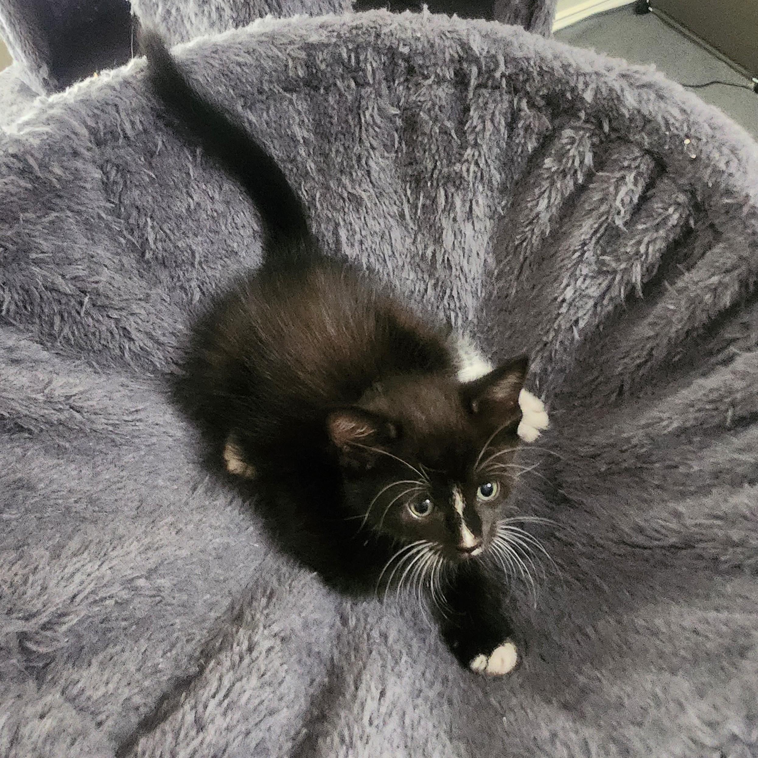 Enlarge Cocada, a Adoptable Domestic Short Hair in Allen, TX image 2/6
