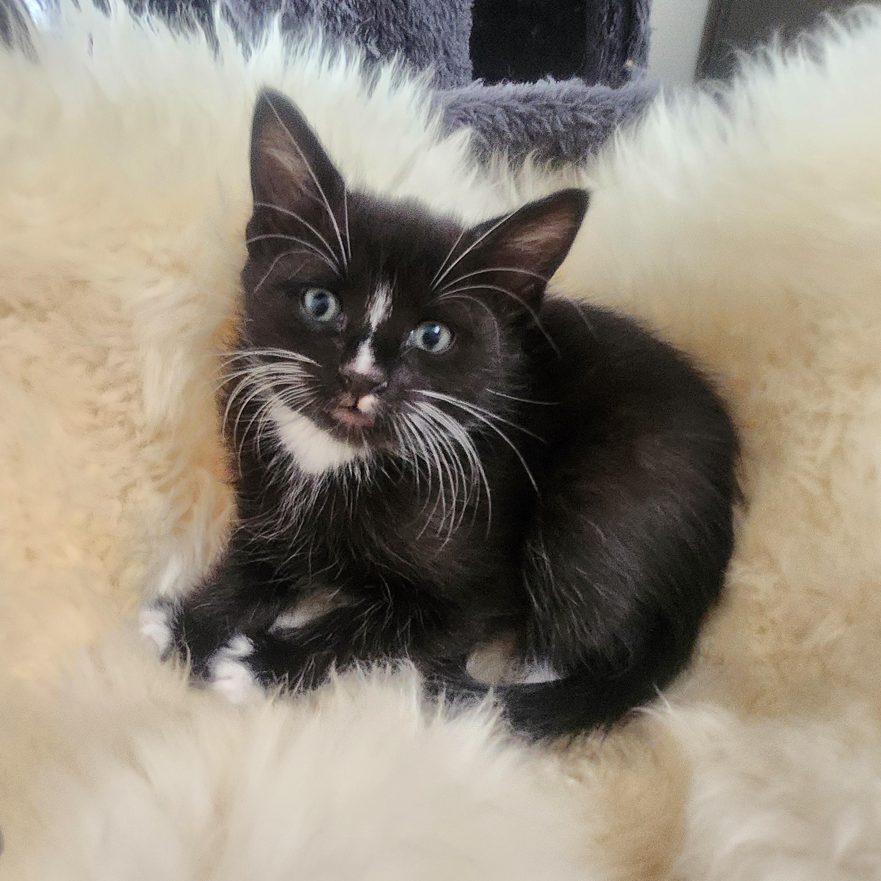 Enlarge Cocada, a Adoptable Domestic Short Hair in Allen, TX image 5/6