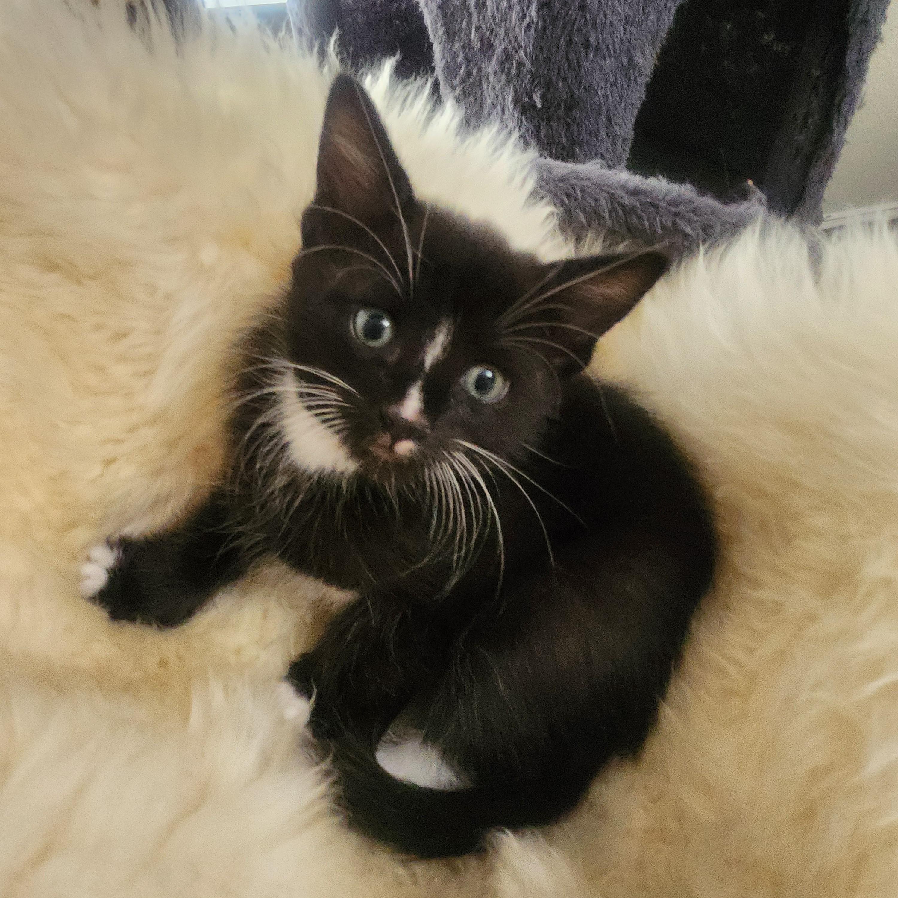 Cocada, Adoptable, Kitten Female Domestic Short Hair.