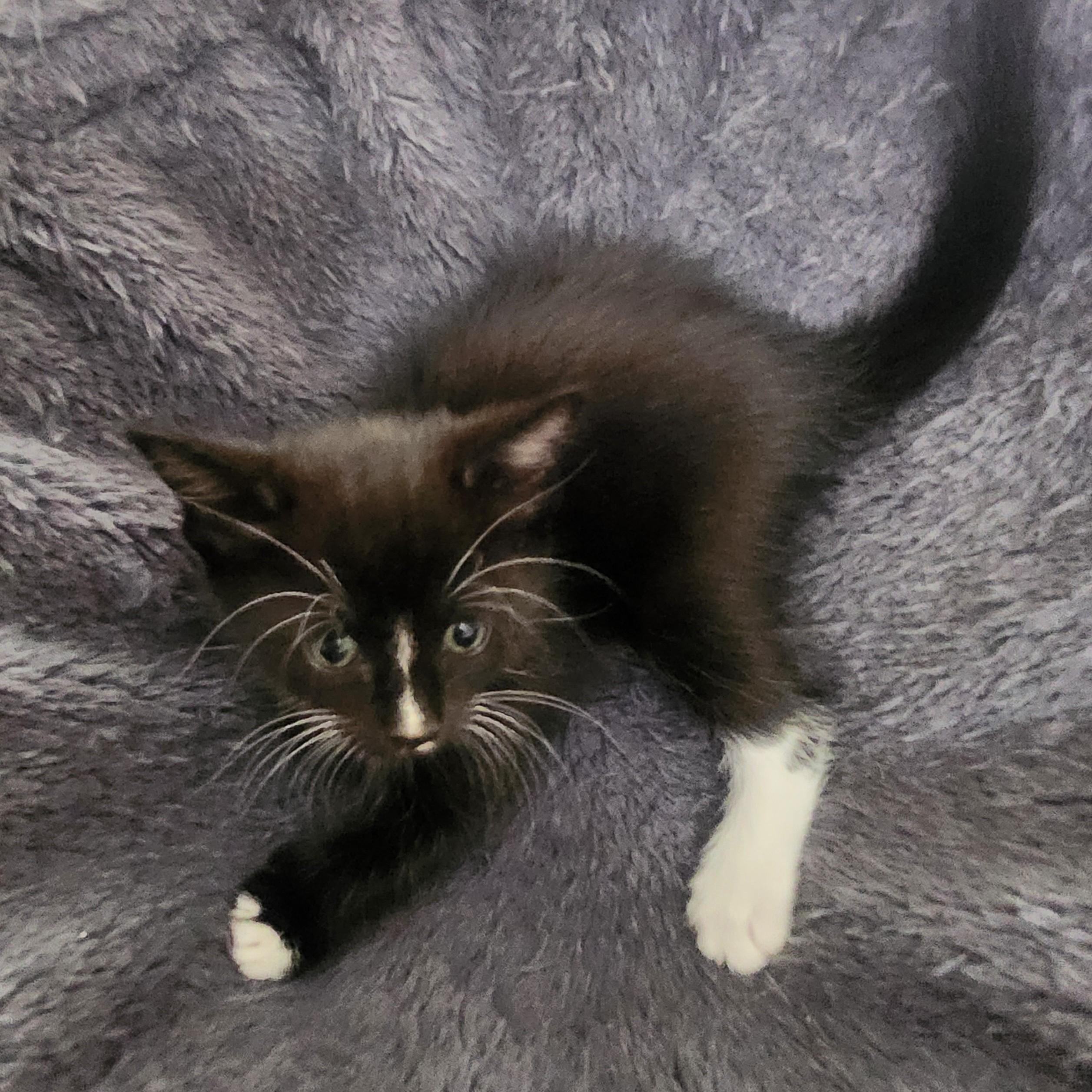 Enlarge Cocada, a Adoptable Domestic Short Hair in Allen, TX image 6/6