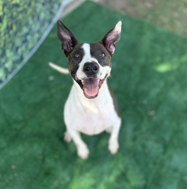 Lowla, a Adoptable mixed breed in Tulare, CA image 1/6