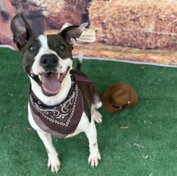 Lowla, a Adoptable mixed breed in Tulare, CA image 2/6